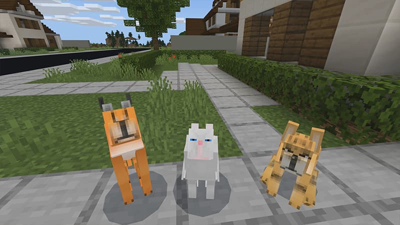 CAT+