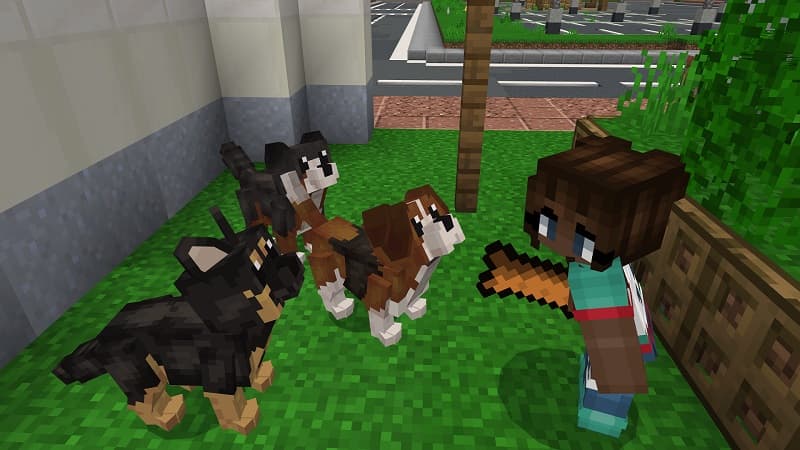 Baby Pets