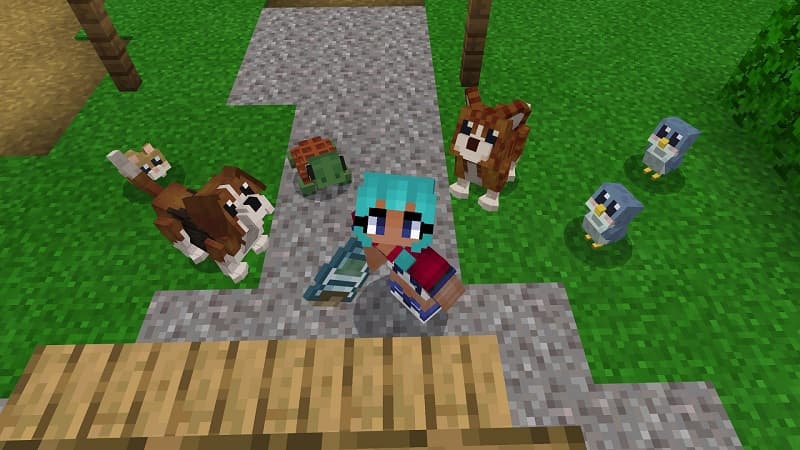 Baby Pets