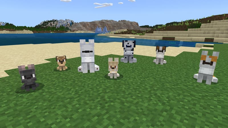 Many Dogs