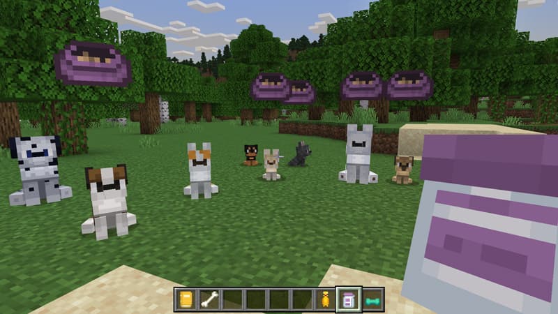 Many Dogs