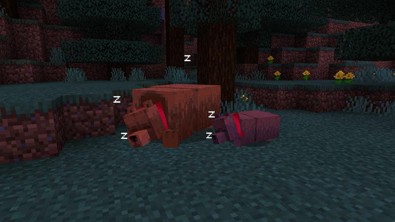 Bears