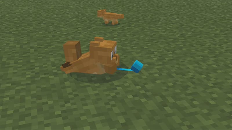 PETS!