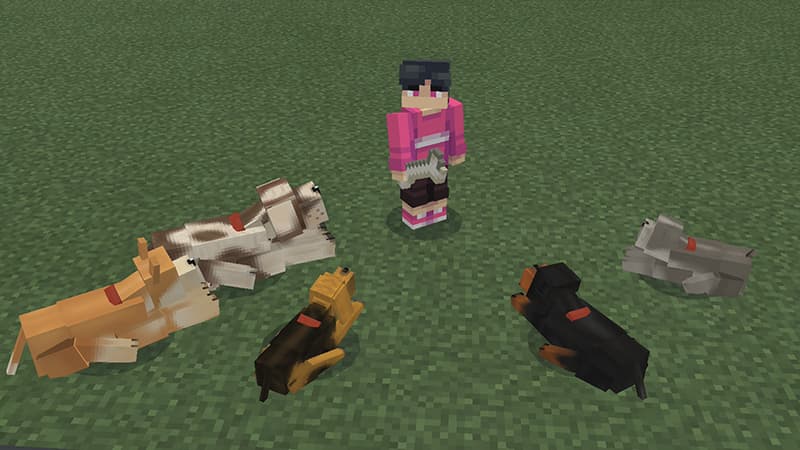 Dogs!