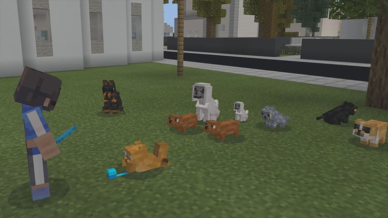 PETS!