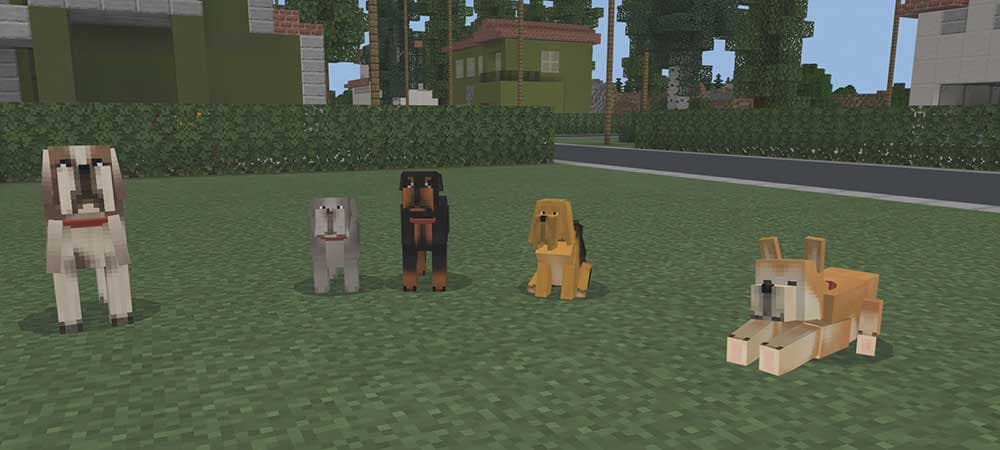 Dogs!